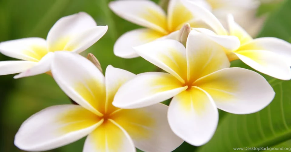 Hawaiian Flowers Hawaiian Flower By Dragonnala724