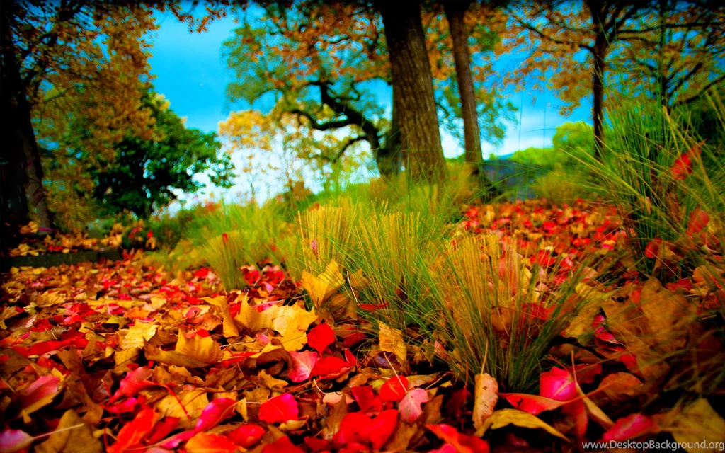 Free Retina Display Wallpapers