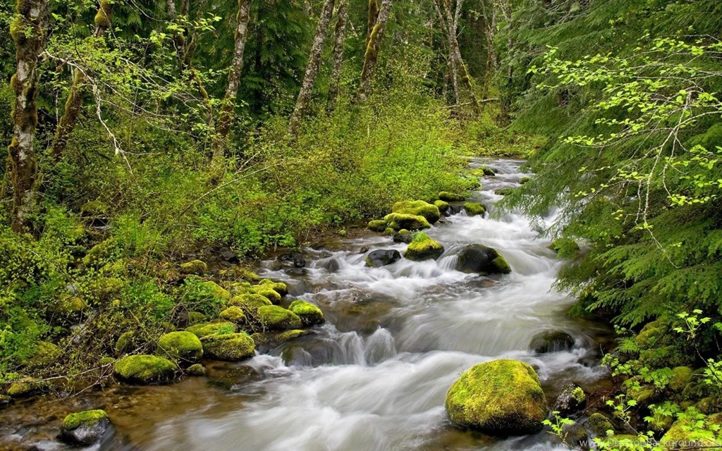 Forest Rivers 1920x1080 Hd Nature Wallpapers Desktop