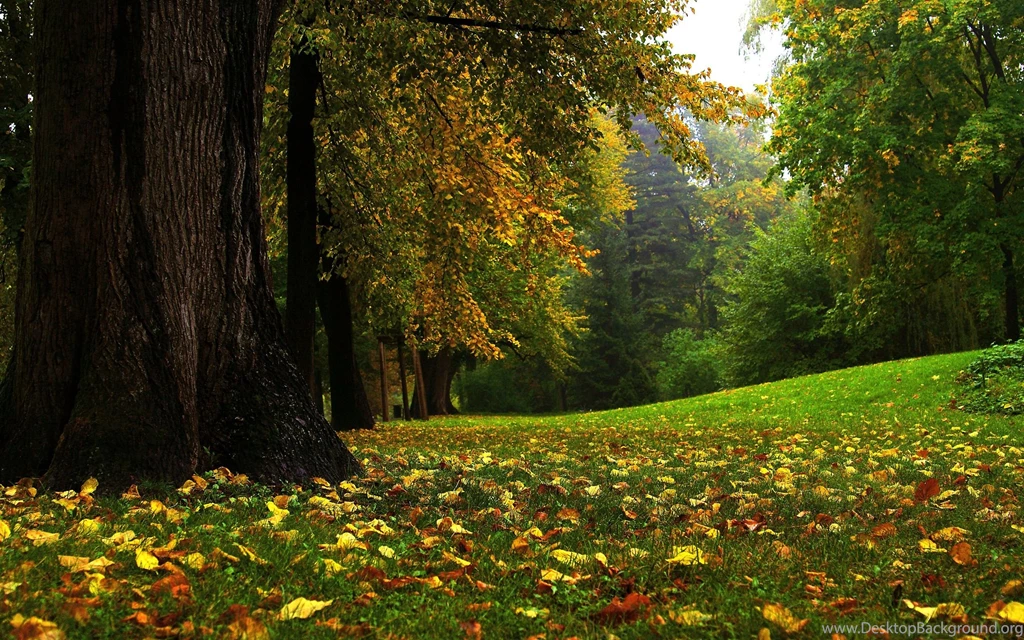 Forest Full HD Sublime Wallpapers Free HD Wallpapers Download ...