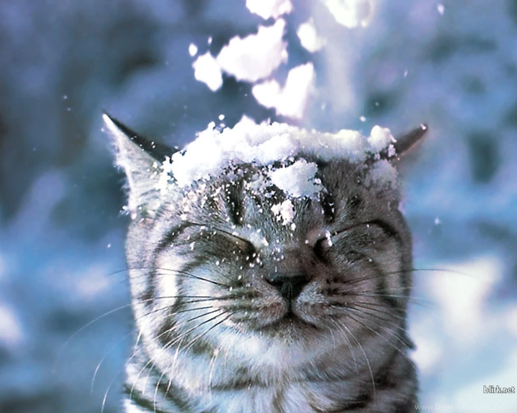 Wallpapers Snow