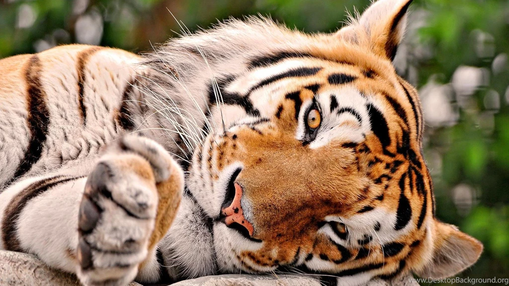 846907 Lovely Tiger Wallpapers