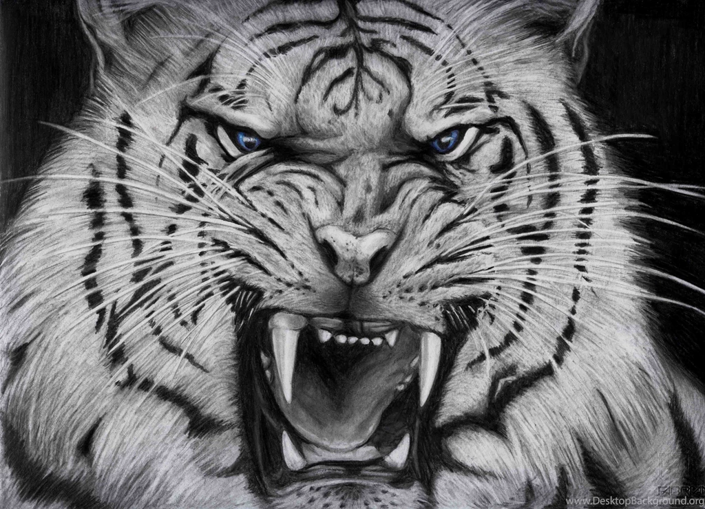 Free HD Download Tiger Images