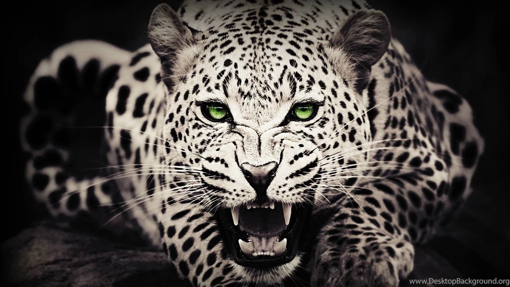 Black Leopard Hd Wallpapers