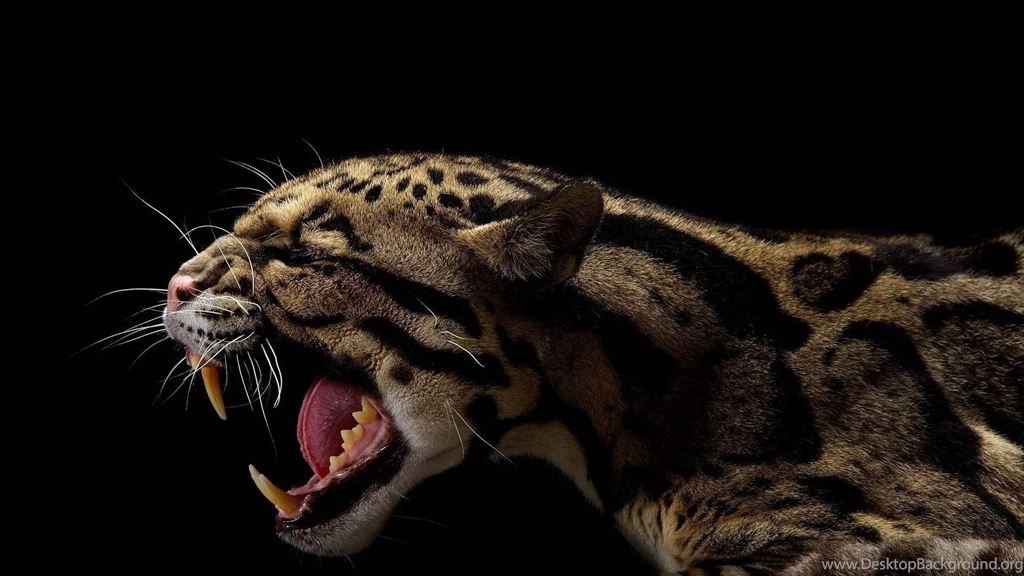 Grin Leopard On A Black Backgrounds Wallpapers And Images ...