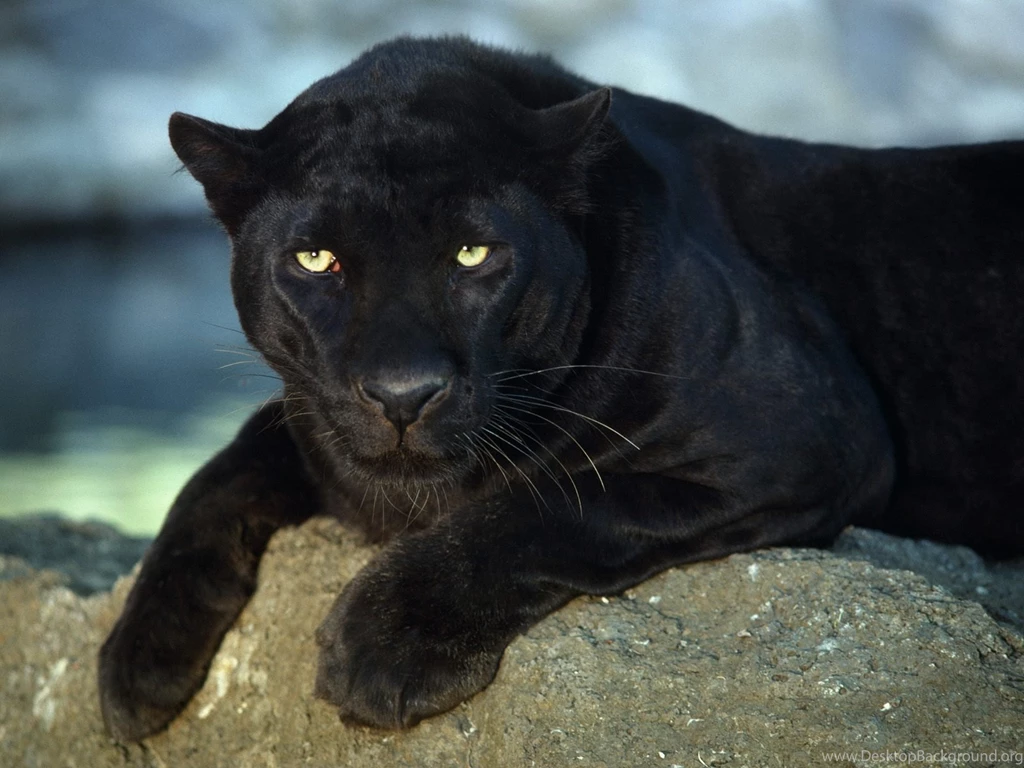 Free HQ Black Leopard Wallpapers Free HQ Wallpapers