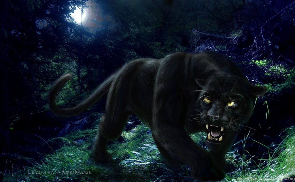 Black Leopard Hd Wallpapers