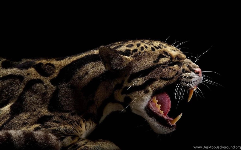 Animals Teeth Black Backgrounds Clouded Leopards Wallpapers ...