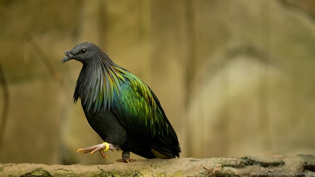 Bird Animal Hd