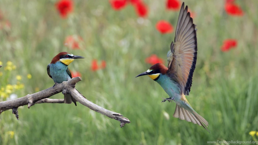 Wallpapers Animals Birds Wallpapers Zone