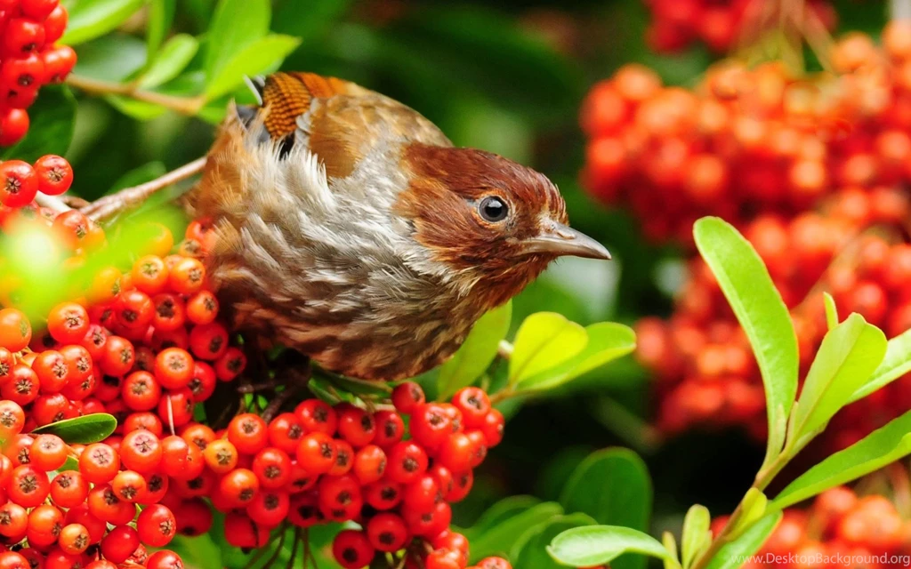 Animals Birds Beautiful Birds Hd Backgrounds Wallpapers Free Wall ...