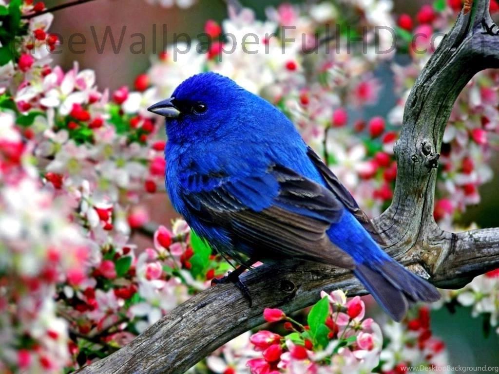 Animals Birds Wallpapers HD 1080p Download, Free HD Wallpapers ...