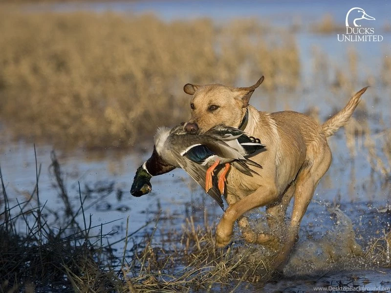 Birds Animals Dogs 1600x1200 Wallpapers – Animals Fish HD Desktop ...