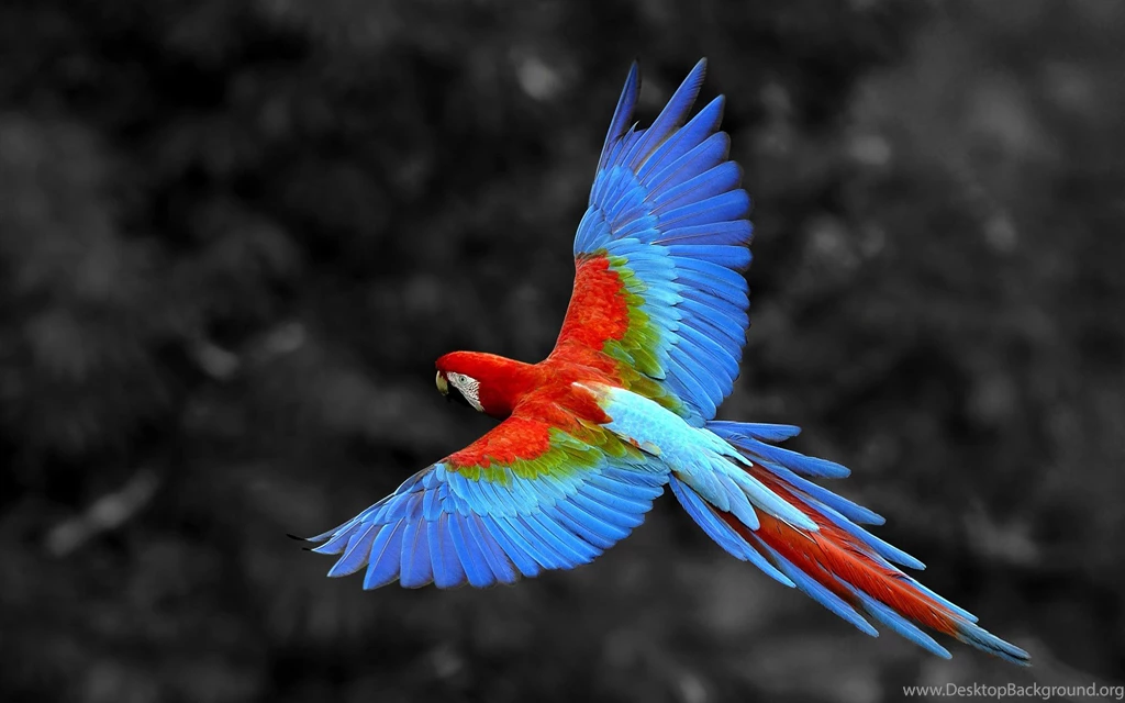 Nature, Animals, Birds, Parrot, Selective Coloring, Macaws ...