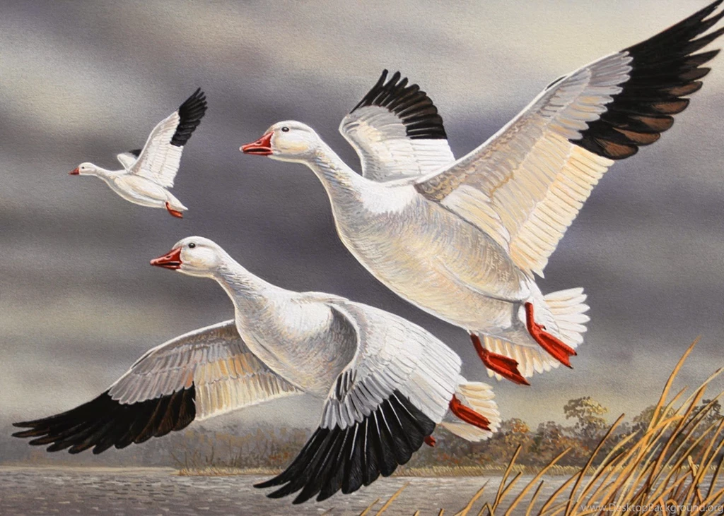 Beautiful And Dangerous Animals/Birds Hd Wallpapers