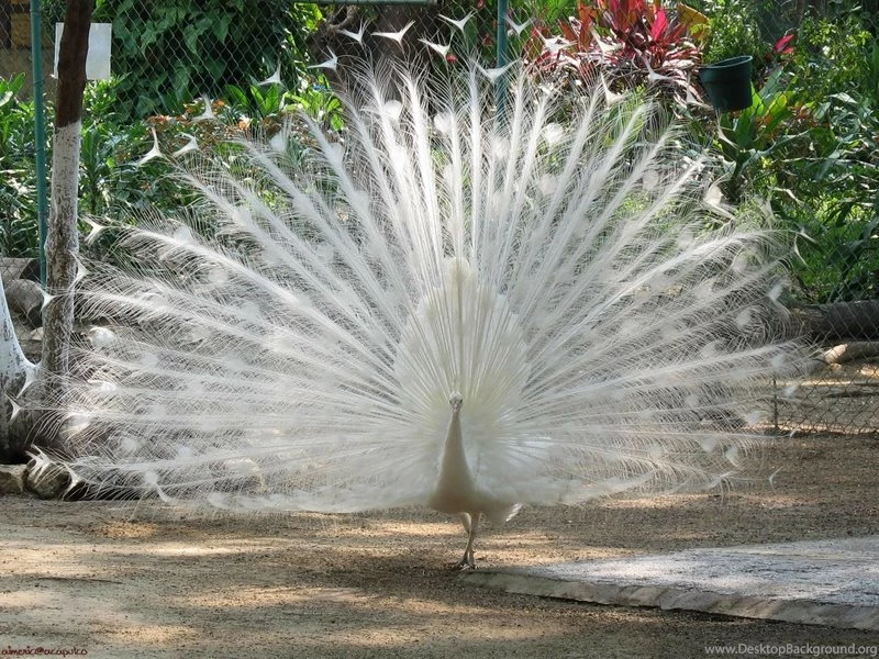 Animals,birds Birds Animals 1700x1129 Wallpapers – Birds Wallpapers ...