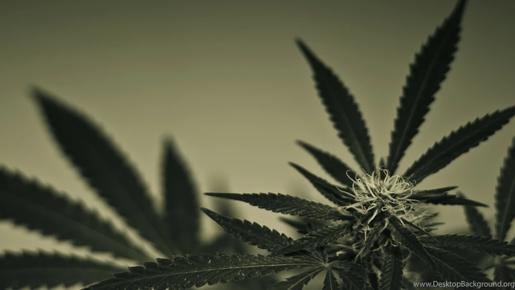 Cannabis Wallpapers Art 2560x1440