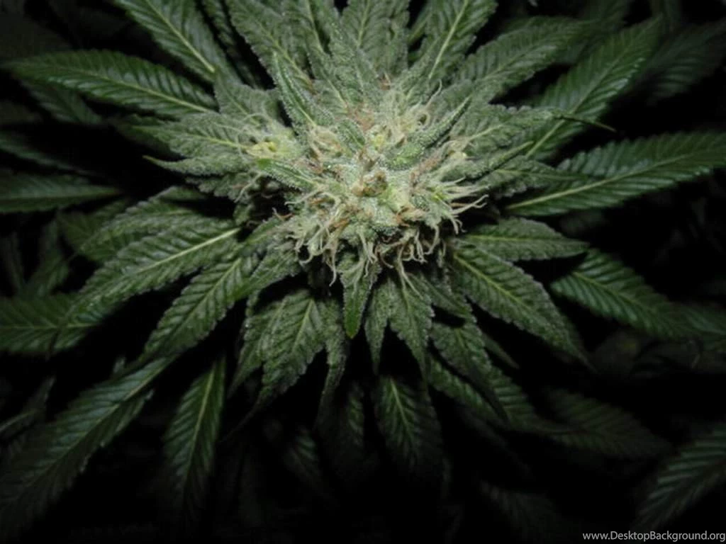 Cannabis Seeds Plaza Cannabis Wallpapers