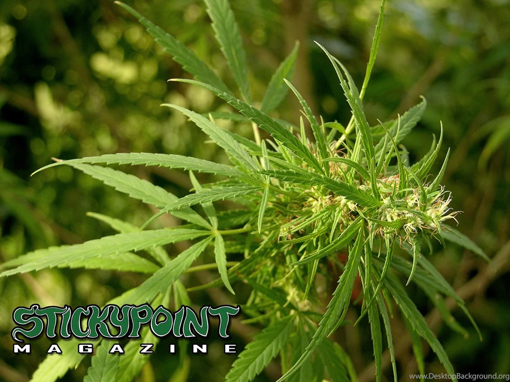 Cannabis Wallpapers