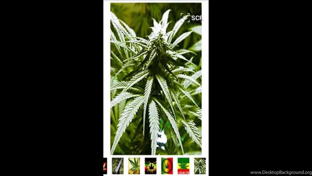 Marihuana And Weed Wallpapers For Android YouTube