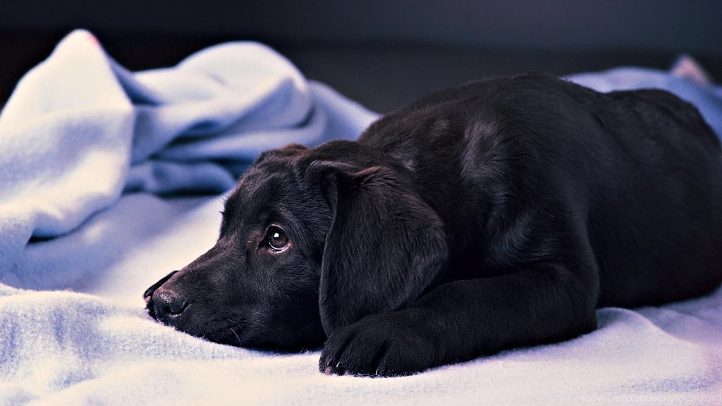 12 Fantastic HD Labrador Wallpapers HDWallSource.com