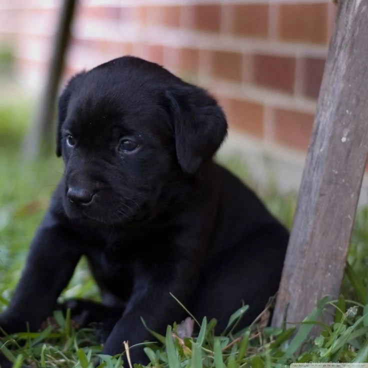 Cute Black Labrador Puppies HD Wallpapers