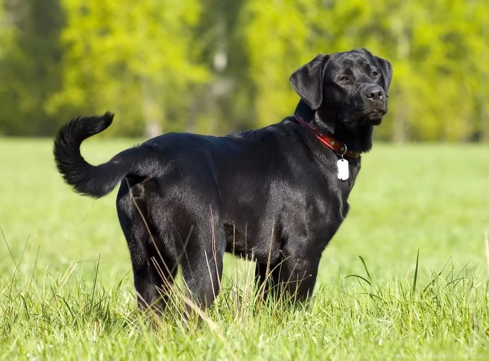 Wallpapers Black Labrador Dog Wearing A Medal Collar Puppies ...