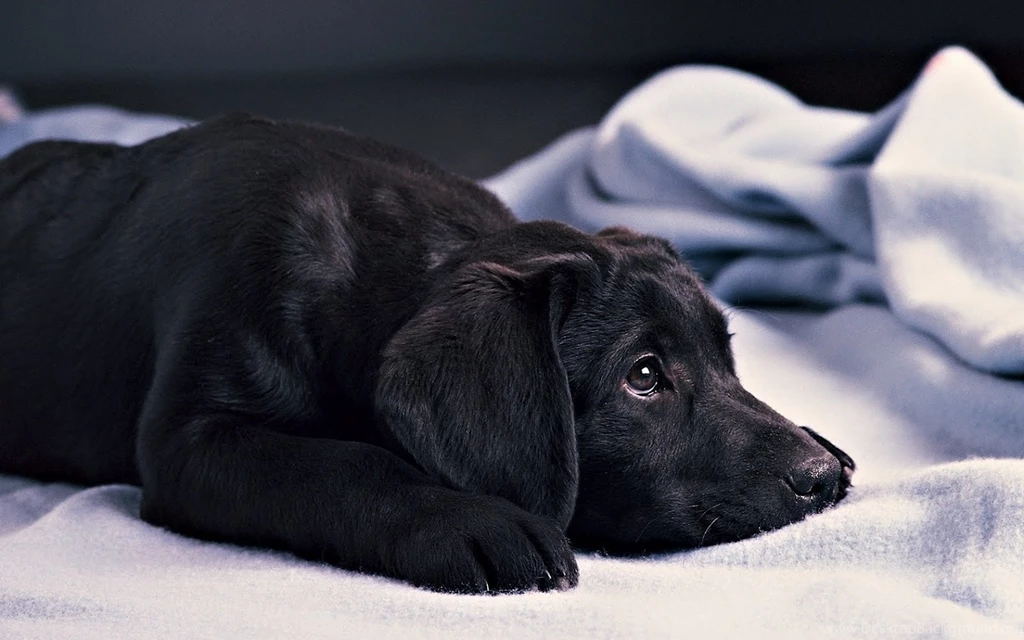 Hd Puppy Live Wallpapers Free Download