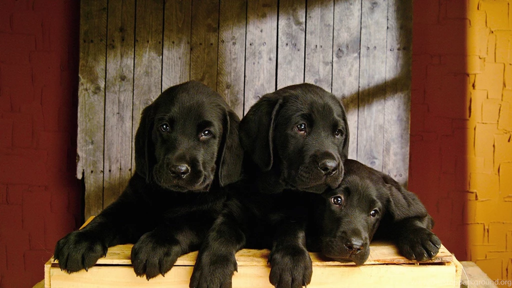 Black Lab Puppies Firefox Persona Theme Dogs Retriever Labradors ...