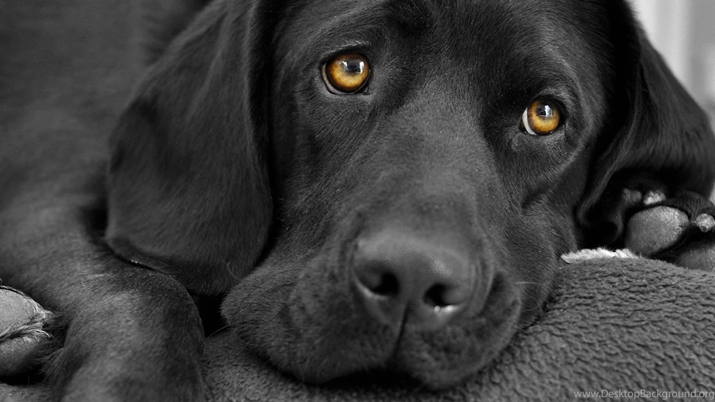 Labrador HD Wallpapers, Dog Backgrounds