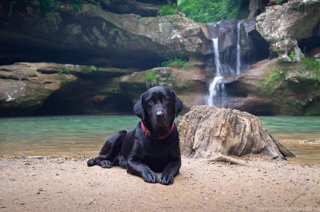 Images For Black Labrador Retriever Puppies Wallpapers