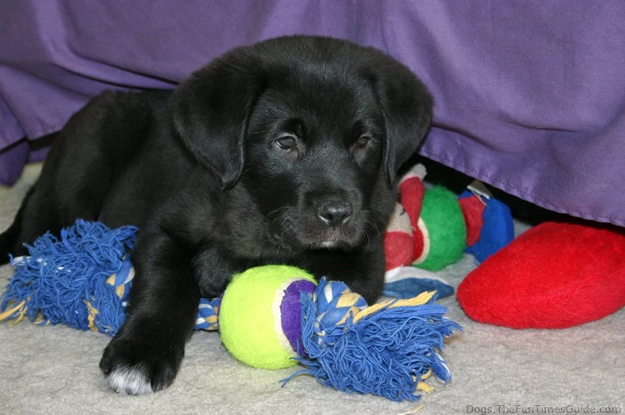 Black Lab Puppy With New Dog Toys Jpg PetPictures