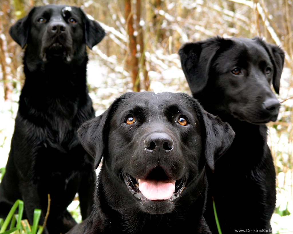 Labrador Retriever Puppies HD Wallpapers