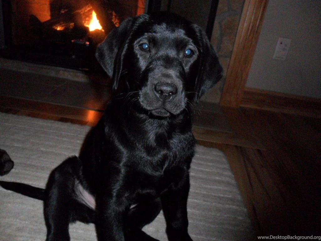Female Black Lab Puppy Chocolate Labs Photo (23812217) Fanpop