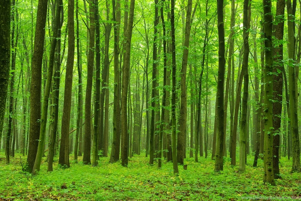 Environment