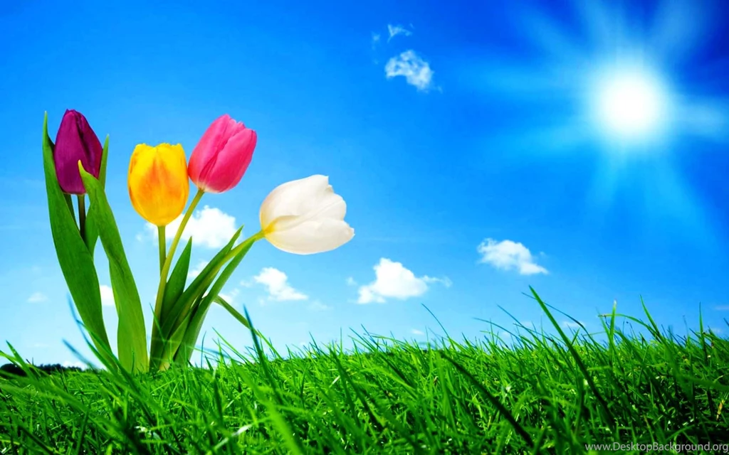 The Attractive Animated Wallpapers For Computer Desktop: Animated ...