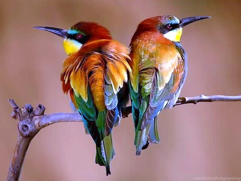 Android Phones Wallpapers: Android Wallpapers Beautiful Birds