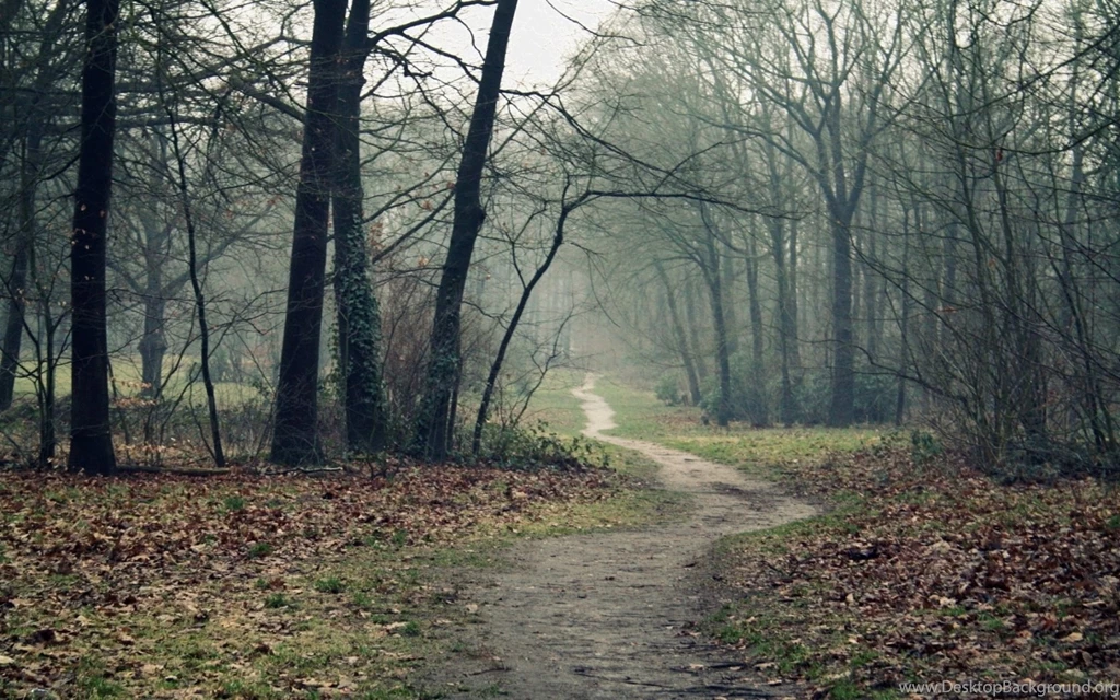 1680x1050 A Path In The Woods In Autumn Desktop PC And Mac Wallpapers