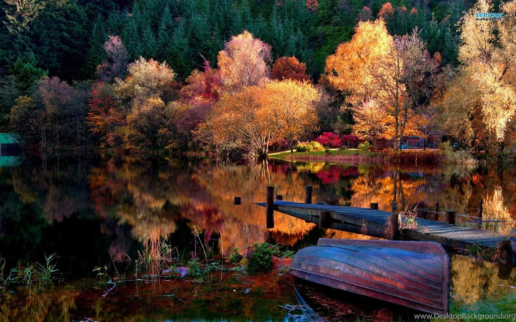 Woods Wallpapers