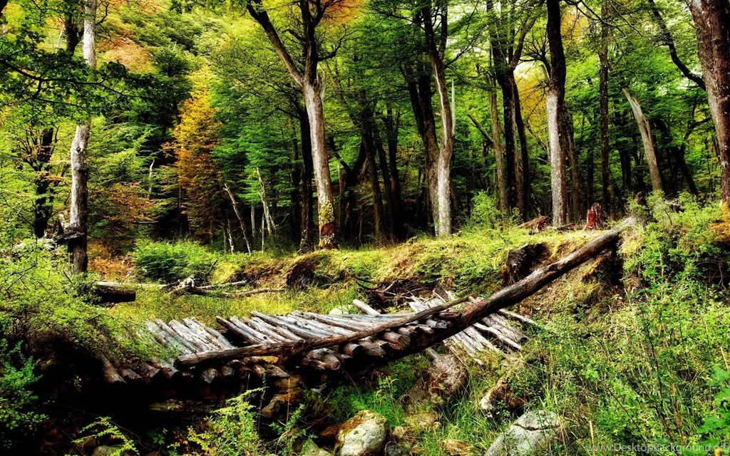 Nature Boardroad In The Woods Wallpapers Deskto