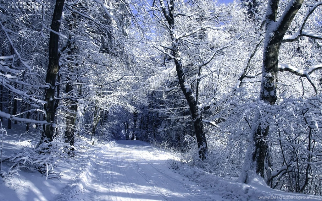 Winter Snow In The Woods Wallpaper, Size: 1920x1200