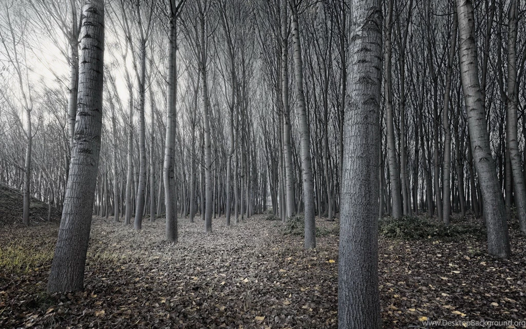 Dark Woods Wallpapers HD   HD Wallpapers