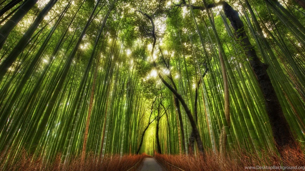 Wallpapers Wood Ventube Com In Woods Screensavers 1366x768 ...