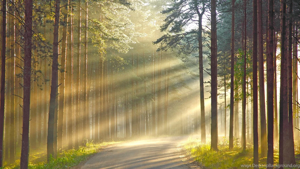 Sunshine In The Woods HD Pretty Wallpapers Free HD Wallpapers ...