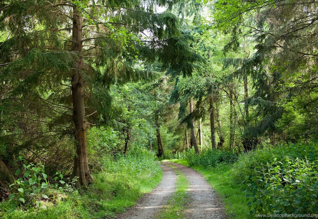 Road In The Woods Wallpapers Desktop