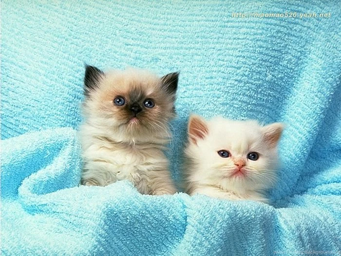 Super Cute Little Kittens Wallpapers 143 Wallcoo.net