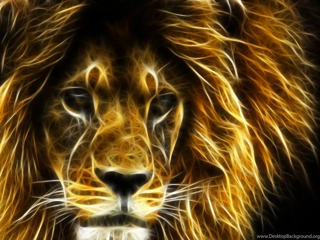 Southernstar africa Wild Life Wallpapers