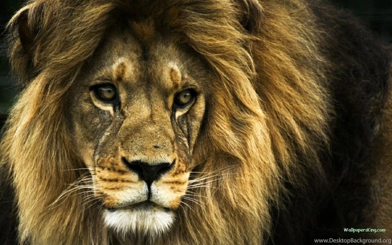 Animals,lions Animals Lions 1280x800 Wallpapers – Lion Wallpapers ...