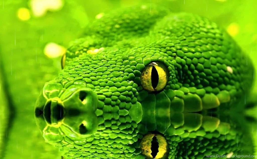 Animated Free Wallpapers Widescreen HD Wallpapers