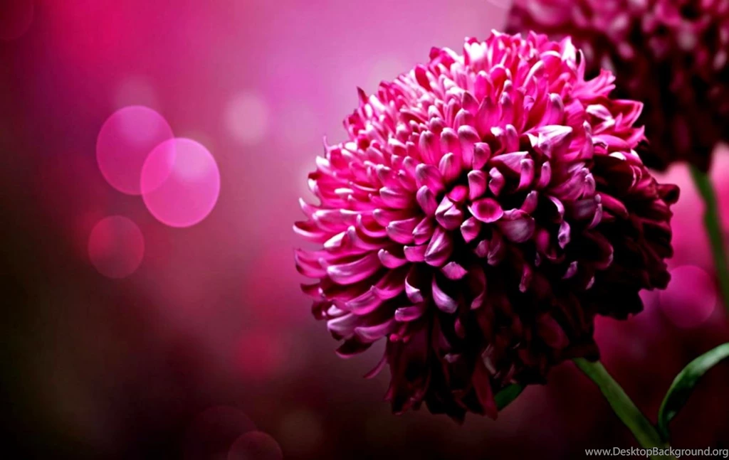 Wallpapers Hd Widescreen High Quality Desktop Flower